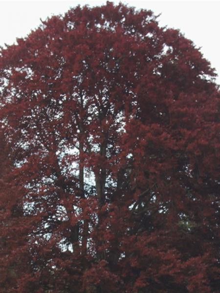 Hêtre commun 'Purpurea Major'