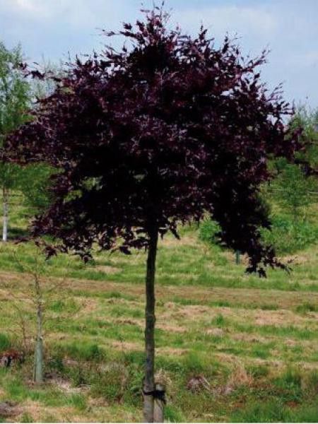 Htre commun 'Rohan Weeping' - Fagus sylvatica - Le Jardin du Pic Vert