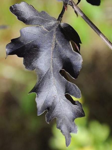 Hêtre commun 'Rohan Weeping'