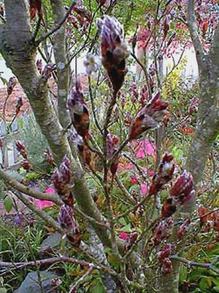 Hêtre commun 'Rohanii'