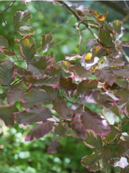 Hêtre commun 'Tricolor'