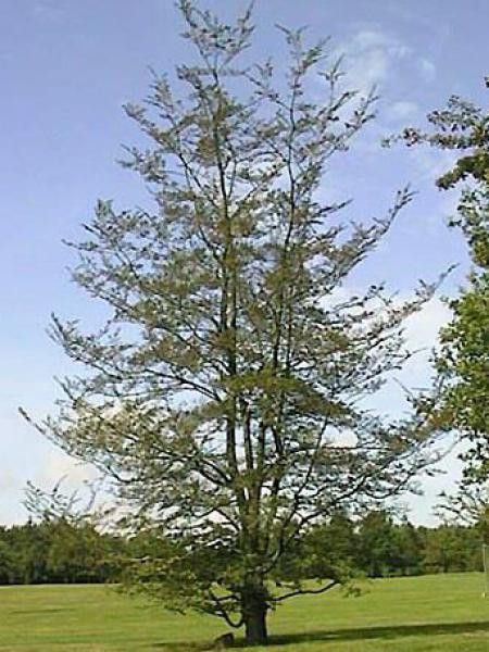 Hêtre de Magellan, Hêtre austral