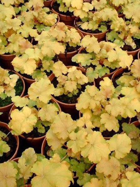 Heuchère 'Amber Waves'