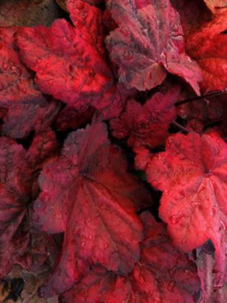 Heuchère 'Autumn Leaves'®