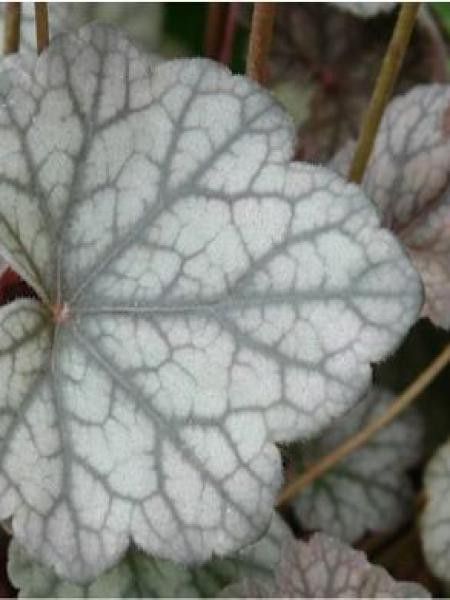 Heuchère 'Bardot'®