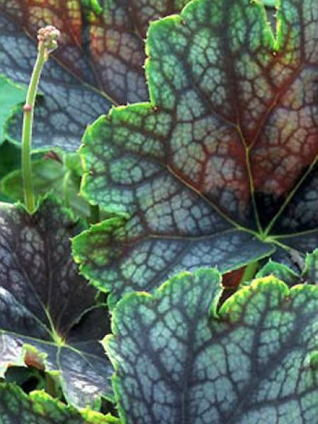 Heuchère 'Beauty Colour'