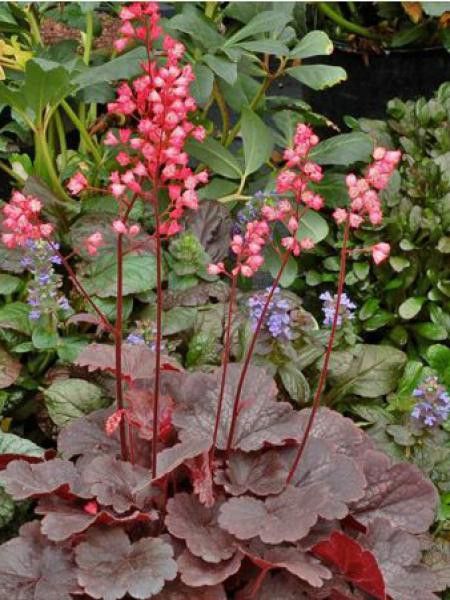 Heuchère 'Bella Notte'