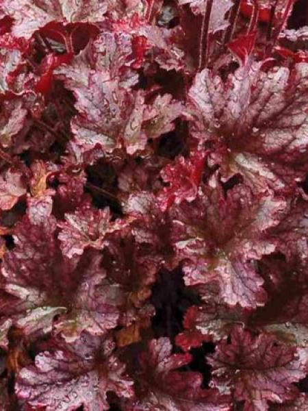 Heuchère 'Berry Marmelade'