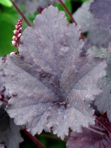 Heuchère 'Binoche'®