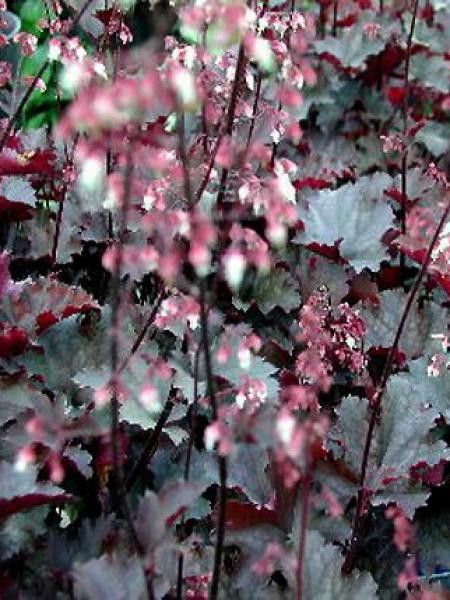 Heuchère 'Black Bird'