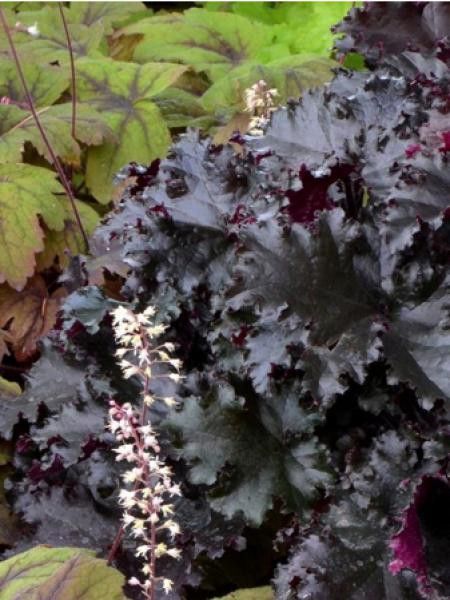 Heuchère 'Black taffetas'