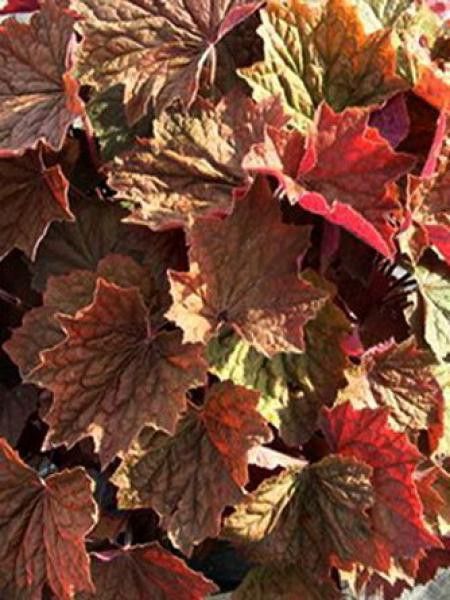 Heuchère 'Brownies'®
