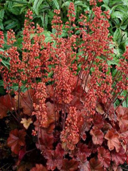 Heuchère 'Cherry Cola'