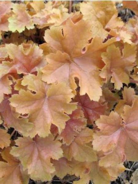 Heuchère 'Christa'®