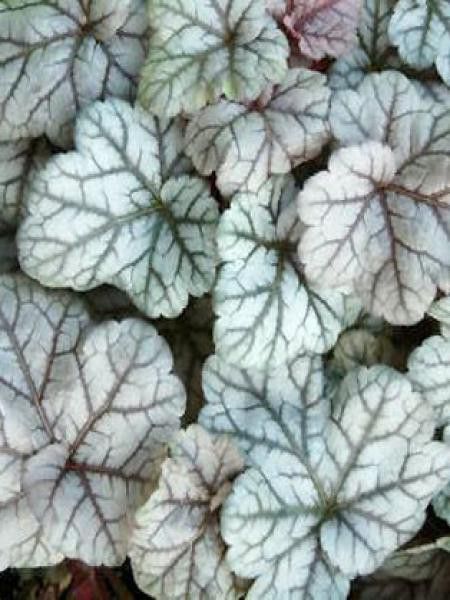 Heuchère 'Cinnabar Silver'
