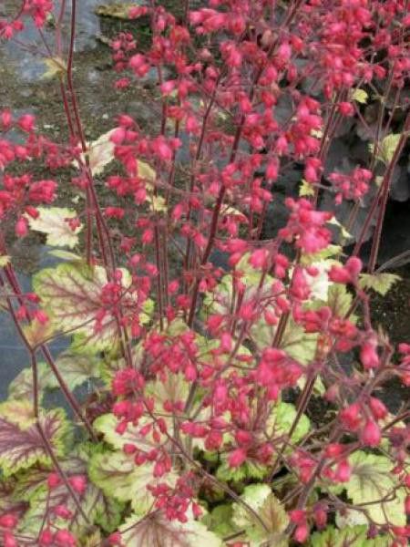 Heuchère 'Circus'®