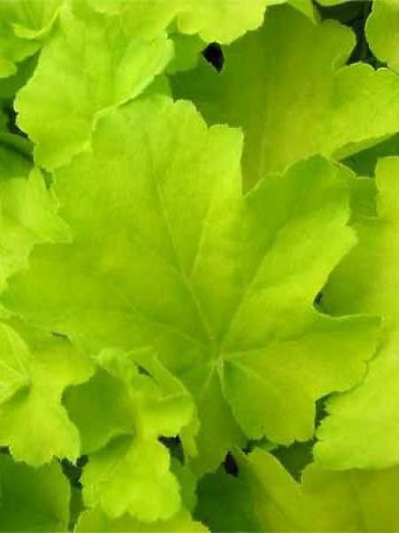 Heuchère 'Citronelle'®