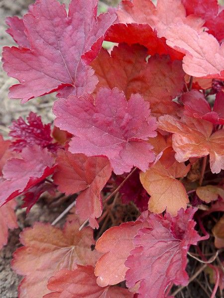 Heuchère 'Coral Sea'