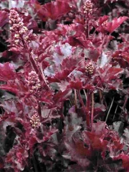 Heuchère 'Crimson Curls'®