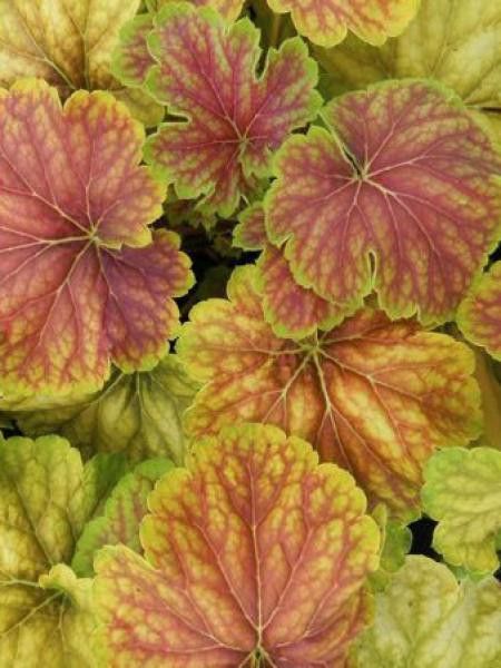 Heuchère 'Delta Dawn'