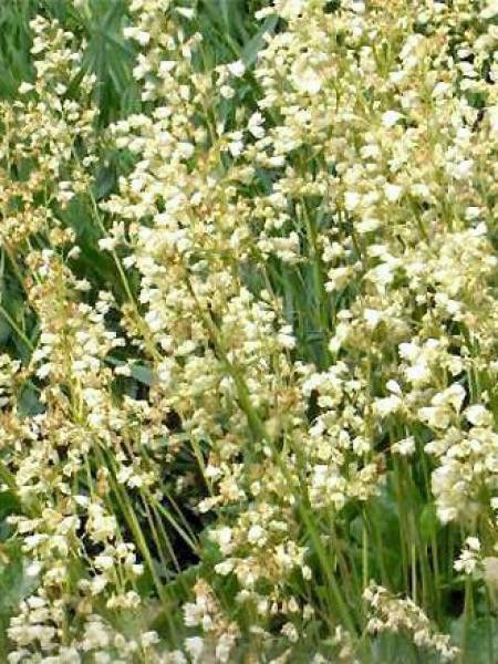 Heuchère, Désespoir du peintre 'Alba'