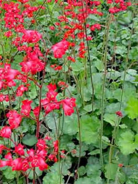 Heuchère, Désespoir du peintre 'Bressingham Hybrids'