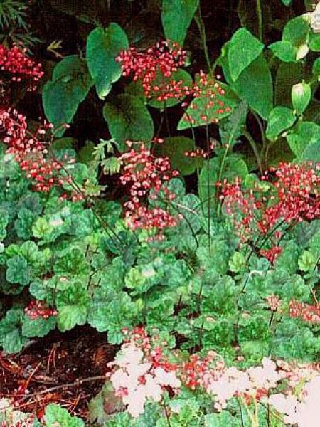 Heuchère, Désespoir du peintre 'Pluie De Feu'
