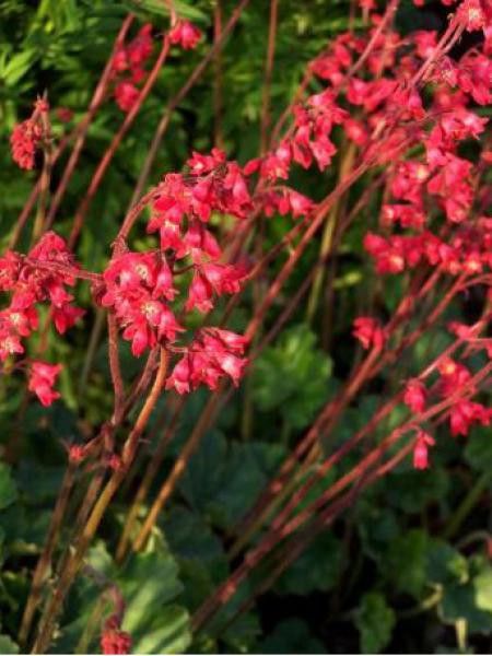Heuchère, Désespoir du peintre 'Sioux Falls'