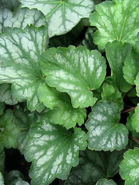 Heuchère, Désespoir du peintre 'White Cloud'