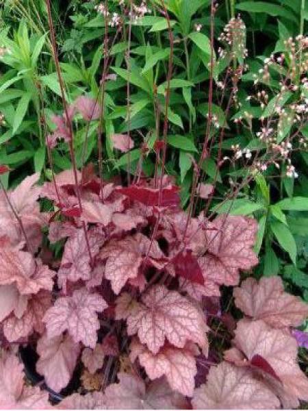 Heuchère 'Encore'®