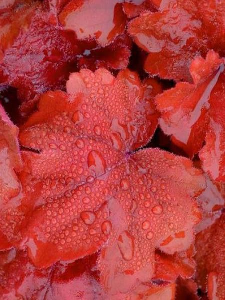 Heuchère 'Fire Alarm'