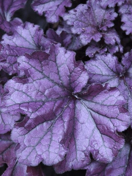 Heuchère 'Forever Purple'