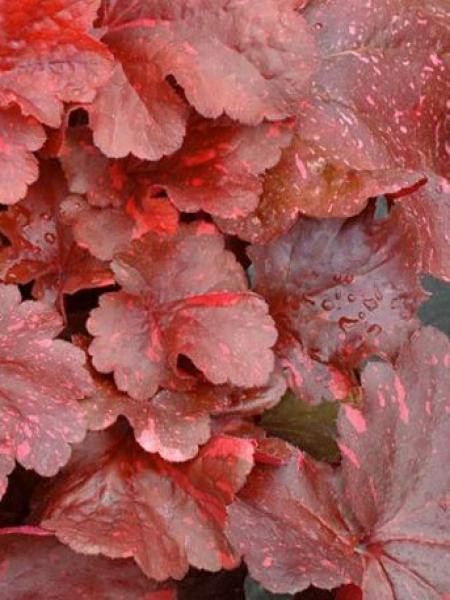 Heuchère 'Galaxy'