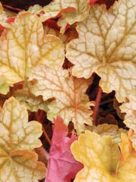 Heuchère 'Ginger Ale'®