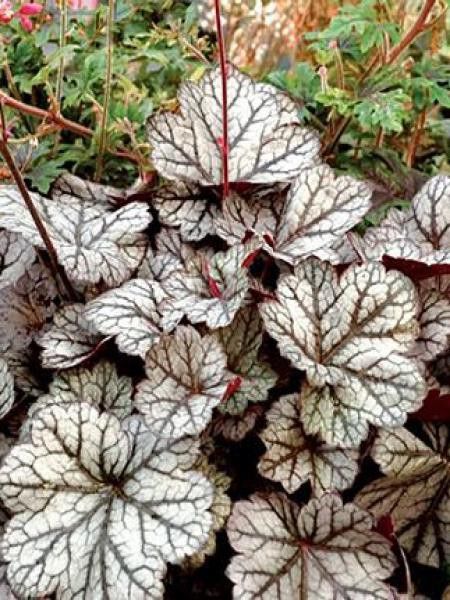 Heuchère 'Glitter'