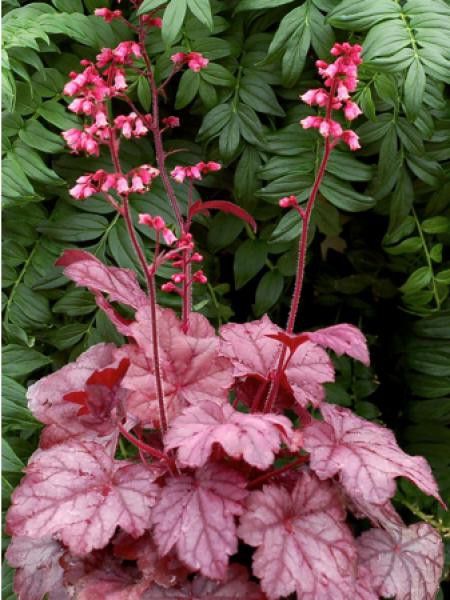 Heuchère 'Grape Soda'
