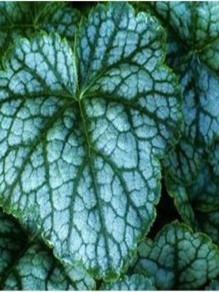 Heuchère 'Green Finch'