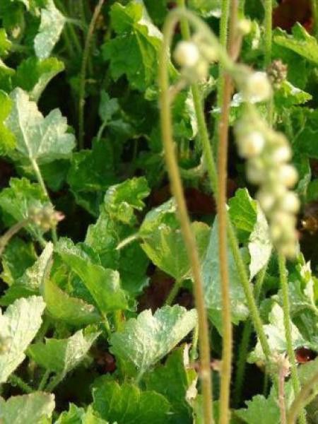 Heuchère 'Green ivory'