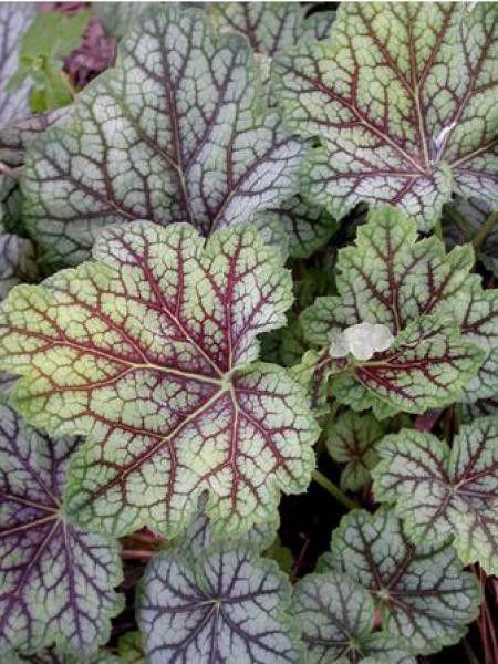 Heuchère 'Green Spice'