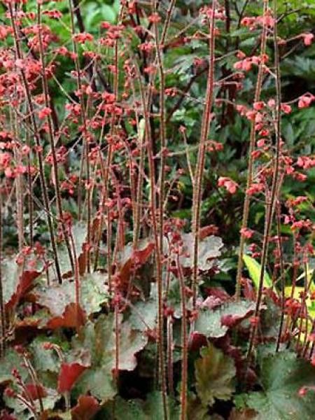 Heuchère 'Jubilee'