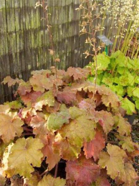 Heuchère 'Kassandra'®