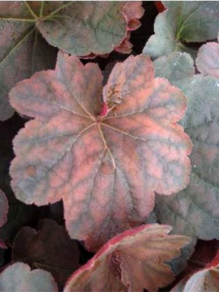 Heuchère 'Mocha'®