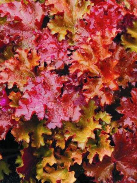 Heuchère 'Peach Crisp'