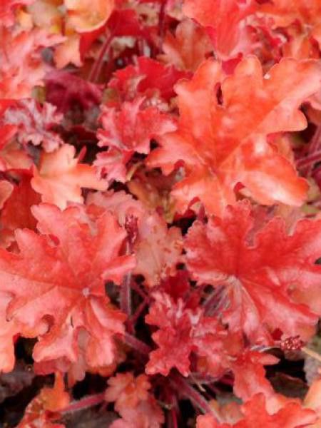 Heuchère 'Peach Flambé'