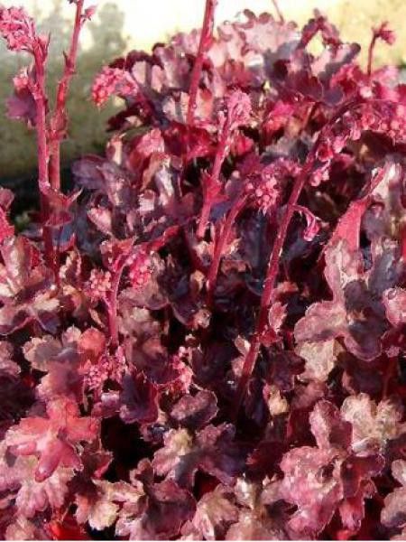 Heuchère 'Petite Pearl Fairy'