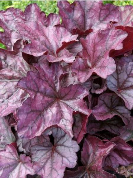 Heuchère 'Plum Royale'