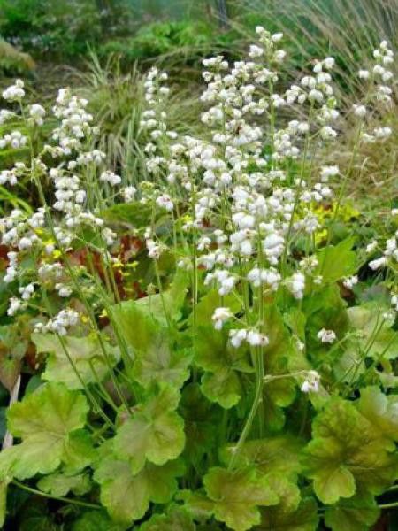 Heuchère 'Pretty Perrine'