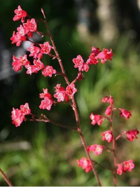 Heuchère 'Red Spangles'