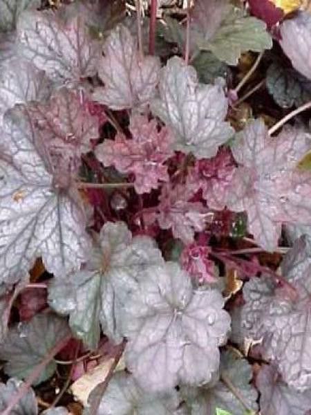 Heuchère 'Regina'