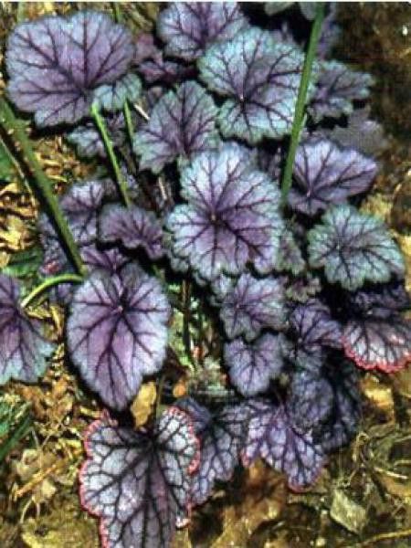 Heuchère 'Ring Of Fire'